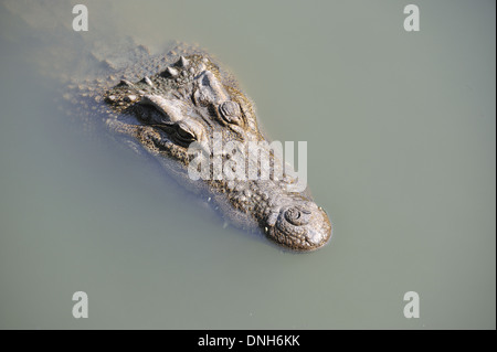 Crocodile (Crocodylus siamensis siamois), Thaïlande Banque D'Images