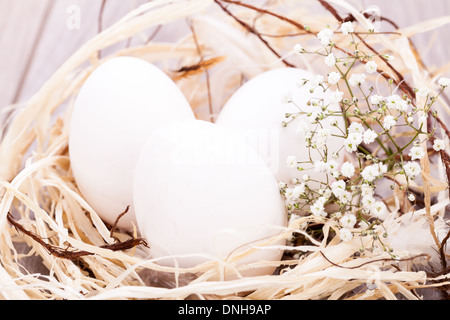 Trois oeufs de Pâques non décoré blanc ordinaire nichée dans un nid de paille avec une délicate de pulvérisation dainty fleurs souffle Babys pour célébrer le printemps et les vacances de Pâques Banque D'Images