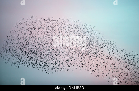 Murmuration exaltation, un étourneau troupeau forme une masse acrobatique fantastique avant de se percher à Brandon Marsh Warwickshire Banque D'Images