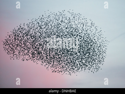 Murmuration exaltation, un étourneau troupeau forme une masse acrobatique fantastique avant de se percher à Brandon Marsh Warwickshire Banque D'Images