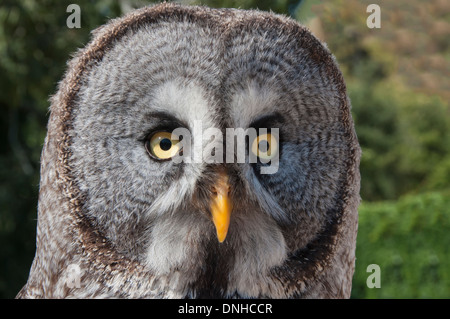 Lapland Owl (Strix nebulosa) Banque D'Images