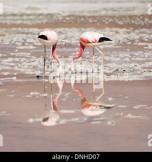 Flamant des Andes (Phoenicopterus andinus) Banque D'Images