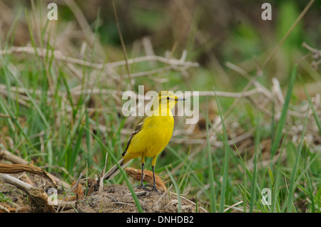 La bergeronnette printanière (Motacilla flava) perché sur la masse. Banque D'Images