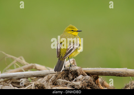 La bergeronnette printanière (Motacilla flava) perché sur la végétation. Banque D'Images