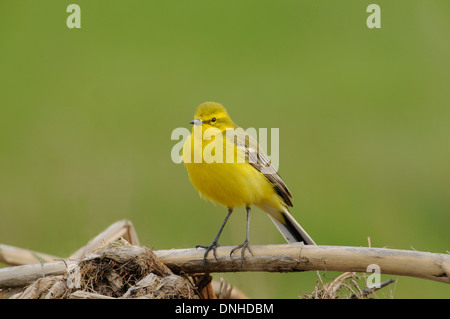 La bergeronnette printanière (Motacilla flava) perché sur la végétation. Banque D'Images