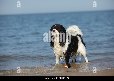 Cavalier King Charles Spaniel, homme, tricolore, Texel, Pays-Bas Banque D'Images