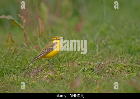 La bergeronnette printanière (Motacilla flava) perché sur la masse. Banque D'Images