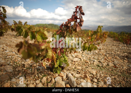 Château KEFRAYA, vignobles de la vallée de la Bekaa, au Liban, au Proche-orient Banque D'Images