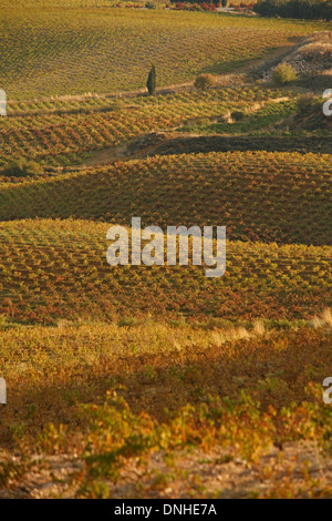 Château KEFRAYA, vignobles de la vallée de la Bekaa, au Liban, au Proche-orient Banque D'Images