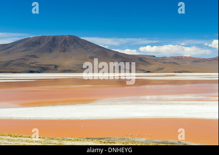 La Laguna Colorada, lagune peu profonde rouge, Altiplano Salt Lake, Potosi, Bolivie Banque D'Images