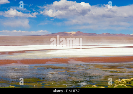 La Laguna Colorada, lagune peu profonde rouge, Altiplano Salt Lake, Potosi, Bolivie Banque D'Images