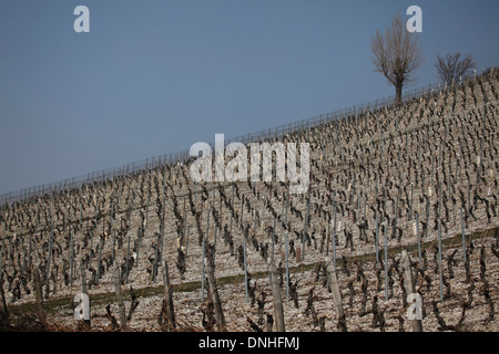 Vignobles DE CHIGNIN AU PIED DE LA ROCHE DU GUET ROCK, (73) SAVOIE, RHONE-ALPES, FRANCE Banque D'Images