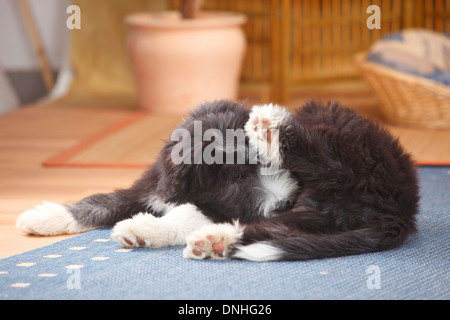 Bearded Collie, minet, 14 semaines |Collie barbu, Welpe, 14 Wochen Banque D'Images