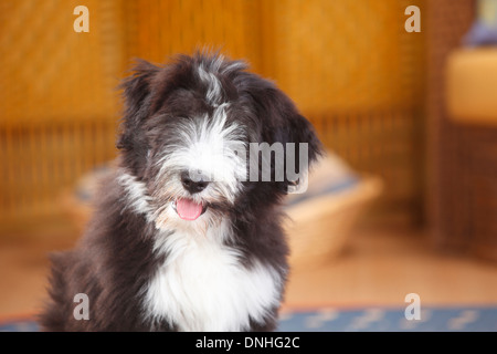 Bearded Collie, minet, 14 semaines |Collie barbu, Welpe, 14 Wochen Banque D'Images