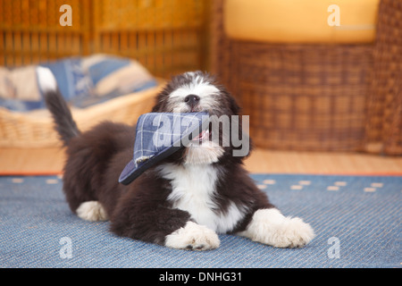 Bearded Collie, minet, 14 semaines |Collie barbu, Welpe, 14 Wochen Banque D'Images