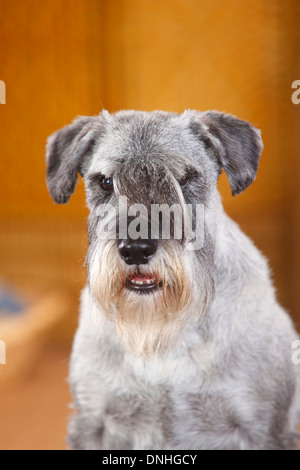 Schnauzer Standard, homme, poivre et sel, 10 ans |Mittelschnauzer, Ruede, Pfeffer & Salz, 10-Jahre alt Banque D'Images