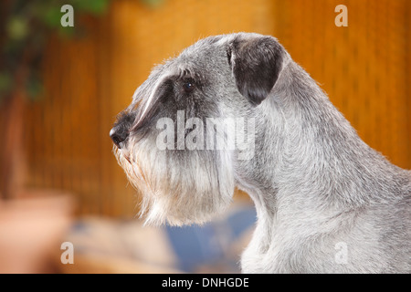 Schnauzer Standard, homme, poivre et sel, 10 ans |Mittelschnauzer, Ruede, Pfeffer & Salz, 10-Jahre alt Banque D'Images