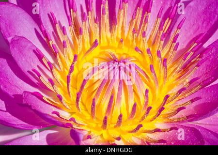 Close up of Pink Water Lily avec du pollen. Banque D'Images