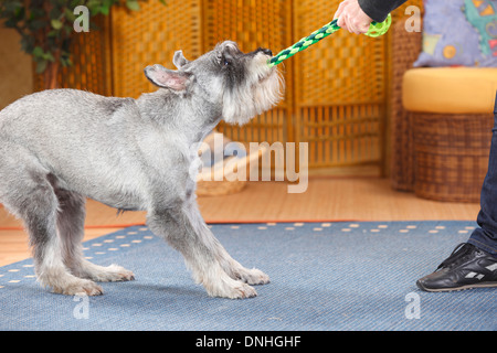 Schnauzer Standard, homme, poivre et sel, 10 ans |Mittelschnauzer, Ruede, Pfeffer & Salz, 10-Jahre alt Banque D'Images