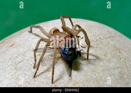 Grand brun poilu de manger une araignée bleue voler, dans l'Essex, UK Banque D'Images