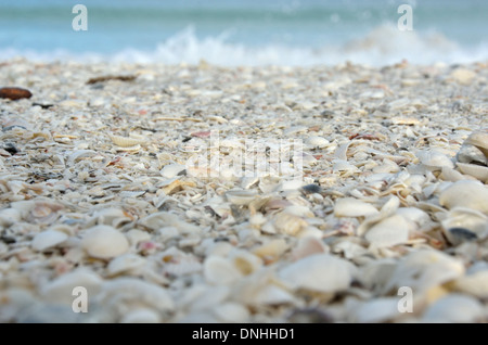 Coquilles de mer dans l'océan sur Marco Island Banque D'Images