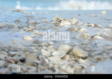 Coquilles de mer dans l'océan sur Marco Island Banque D'Images