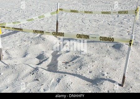 La nidification des tortues de mer sur Marco Island, Floride Banque D'Images