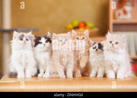 Chatons British Longhair, |Britisch Langhaar, Kaetzchen Banque D'Images