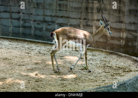 Gazelle dans un zoo, le Zoo de Barcelone, Barcelone, Catalogne, Espagne