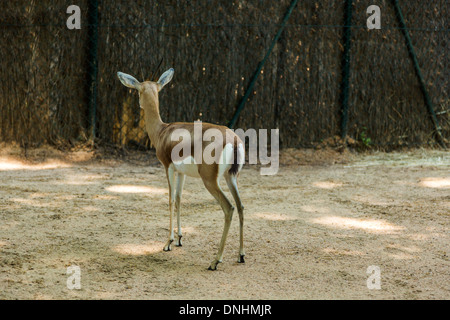 Gazelle dans un zoo, le Zoo de Barcelone, Barcelone, Catalogne, Espagne