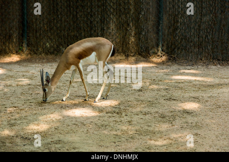 Gazelle dans un zoo, le Zoo de Barcelone, Barcelone, Catalogne, Espagne