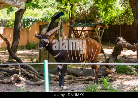 Bongo (Tragelaphus Eurycerus) dans un zoo, le Zoo de Barcelone, Barcelone, Catalogne, Espagne Banque D'Images