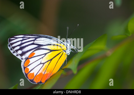 Papillon coloré (peint Jézabel). Banque D'Images