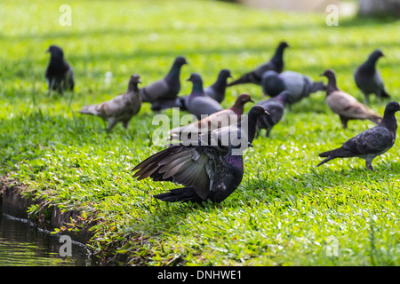 Pigeon sur pelouse Banque D'Images