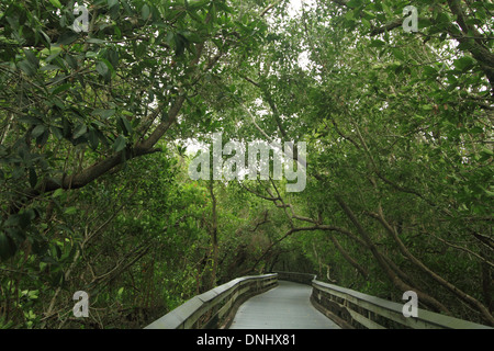 La demande par l'intermédiaire de mangrove dans la région de Clam Pass County Park de Naples, en Floride. Banque D'Images