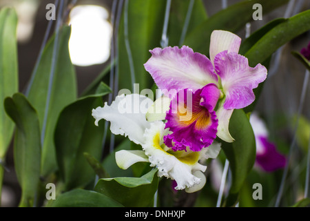 Orchidée Cattleya Mauve et blanc Banque D'Images