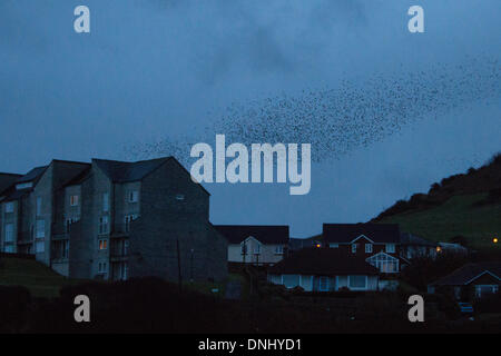 Aberystwyth, Pays de Galles, Royaume-Uni. Au 31 décembre 2013. Des milliers d'Étourneaux quittent leur perchoir juste avant le lever du soleil à Aberystwyth Crédit : Jon Freeman/Alamy Live News Banque D'Images