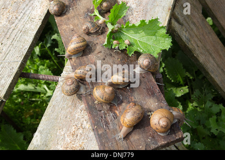 Escargots GROS GRIS (Helix aspersa maxima), L'ESCARGOTIERE ferme aux escargots, Chaumont, ORNE (61), FRANCE Banque D'Images