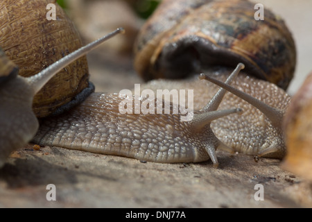 Escargots GROS GRIS (Helix aspersa maxima), L'ESCARGOTIERE ferme aux escargots, Chaumont, ORNE (61), FRANCE Banque D'Images