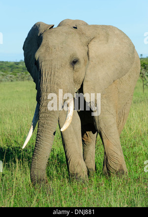 L'éléphant d'Afrique sur l'herbe des terres le Masai Mara au Kenya Banque D'Images