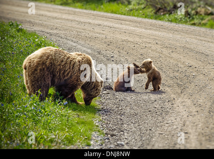 Ours brun avec oursons espiègles dans Danali National Park, Alaska, USA Banque D'Images