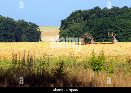 Trois CERFS DANS UN CHAMP DE BLÉ, dangers, Eure-et-Loir (28), FRANCE Banque D'Images