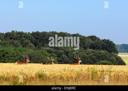 Trois CERFS DANS UN CHAMP DE BLÉ, dangers, Eure-et-Loir (28), FRANCE Banque D'Images