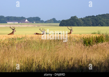 Trois CERFS DANS UN CHAMP DE BLÉ, dangers, Eure-et-Loir (28), FRANCE Banque D'Images