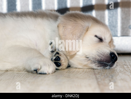 Chiots Golden Retriever de couleur platine (6 semaines) Banque D'Images