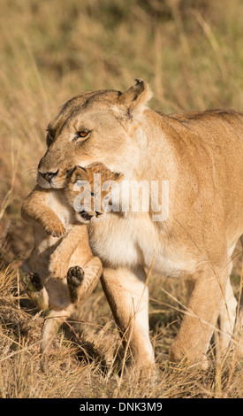 Lionne transportant cub dans sa bouche Banque D'Images