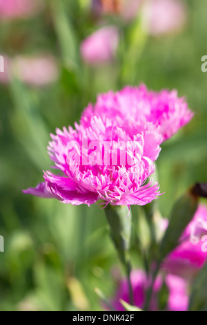 Dianthus rose fleur. Banque D'Images