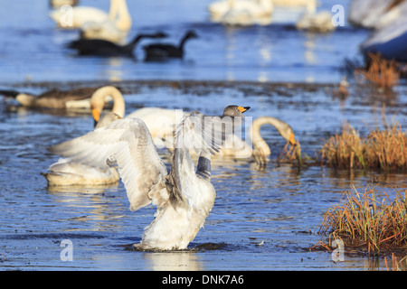 Cygne chanteur s'étend ses ailes sur l'eau Banque D'Images