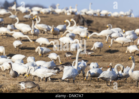 Troupeau de cygnes chanteurs qui reste sur le terrain du printemps Banque D'Images