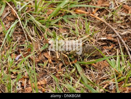 Viridipes Phymateus, alias Green Milkweed Locust ou bush africain camouflé dans sauterelle l'herbe dans l'Isandlwana, Afrique du Sud Banque D'Images